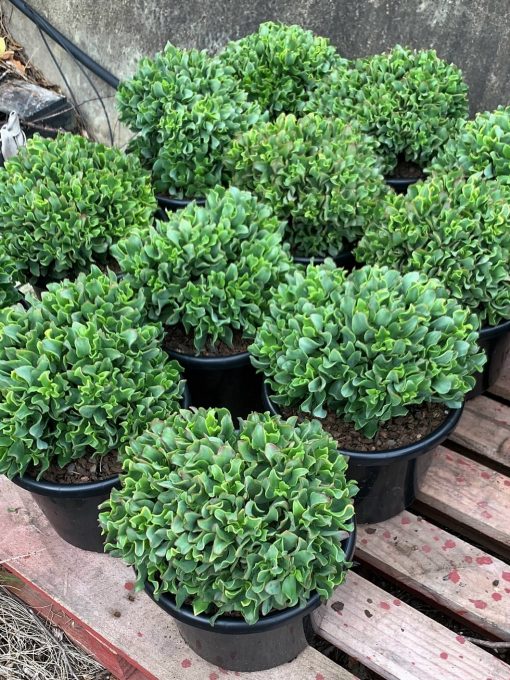 CRASSULA 'MAX COOK' Sydney's Plant Market