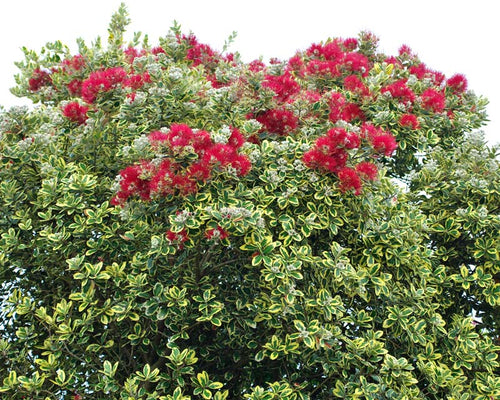 METROSIDEROS VARIEGATED - NEW ZEALAND CHRISTMAS BUSH VARIEGATA Sydney's Plant Market