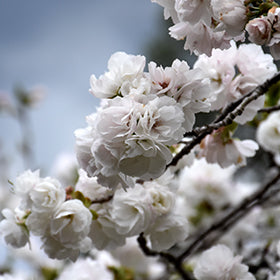 'PRUNUS SHIROTAE' MT FUJI CHERRY - WHITE