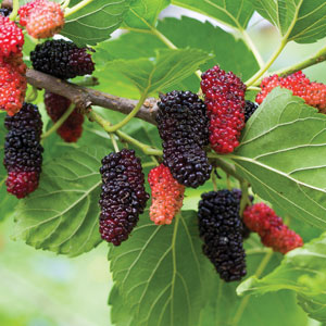 HICKS MULBERRY