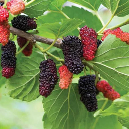 HICKS MULBERRY