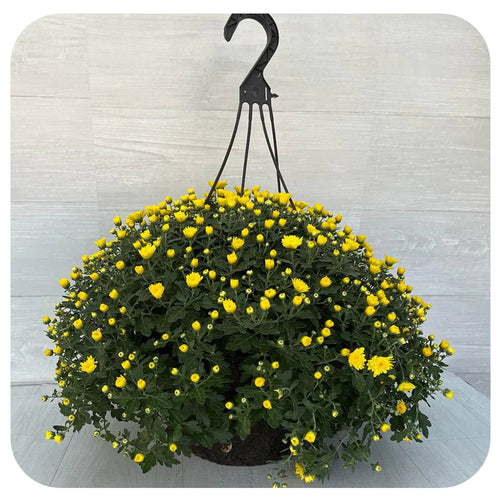 CHRYSANTHEMUM HANGING BASKET - ASSORTED COLOURS Sydney's Plant Market