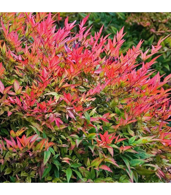 Nandina Domestica -  Gulf Stream Sydney's Plant Market