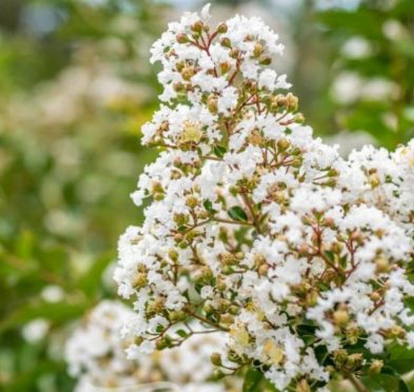 CREPE MYRTLE - LAGERSTROEMIA NATCHEZ Sydney's Plant Market