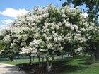 CREPE MYRTLE - LAGERSTROEMIA NATCHEZ Sydney's Plant Market