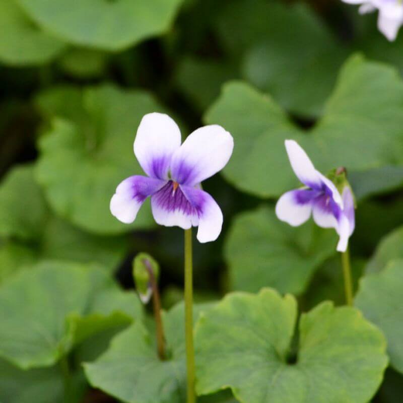 Viola hederacea - native violet