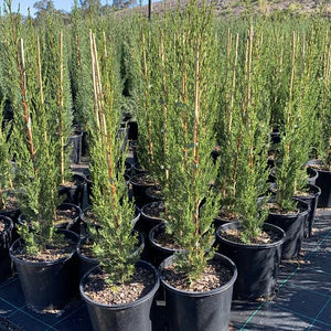 CUPRESSUS SEMPERVIRENS 'NITSCHKE'S NEEDLES 200MM Sydney's Plant Market