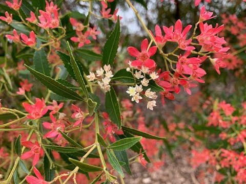 CERATOPETALUM ALBERYS RED - NSW CHRISTMAS BUSH - Sydney's Plant Market