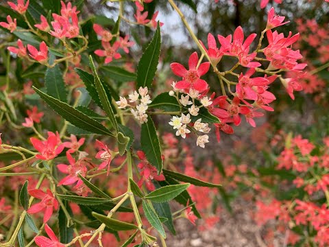 CERATOPETALUM ALBERYS RED - NSW CHRISTMAS BUSH