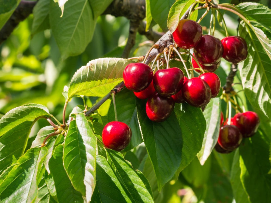 'STELLA' CHERRY TREE