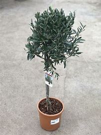 OLEA BAMBALINA 20CM STANDARD
