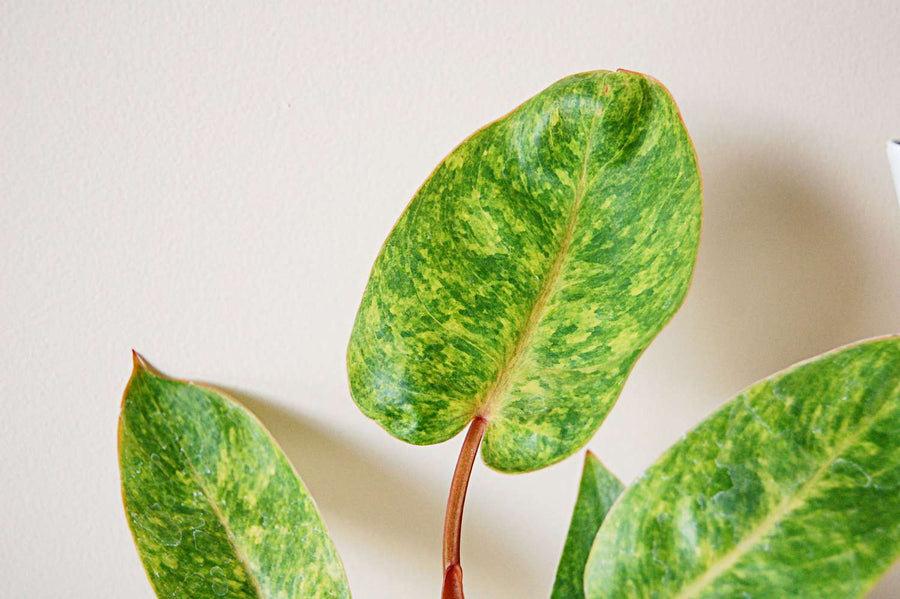 PHILODENDRON PAINTED LADY