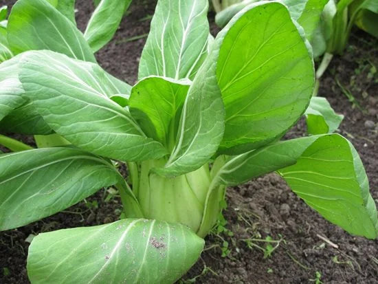 PAK CHOI GREEN