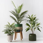 ARTIFICIAL PARLOR PALM Sydney's Plant Market
