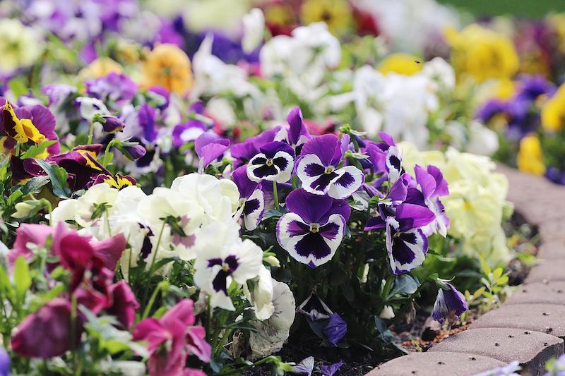 PANSY TUMBLES Sydney's Plant Market