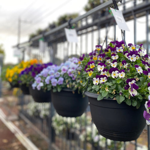 PANSY BASKET Sydney's Plant Market