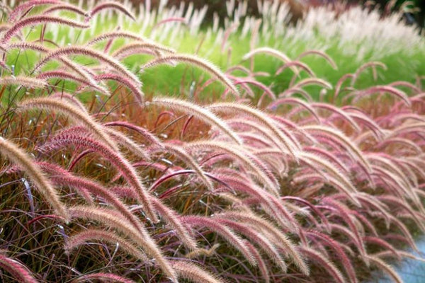PENNISETUM RUBRA RED FOUNTAIN GRASS