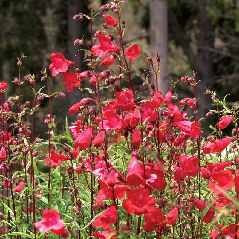 PENSTEMON HYBRID FIREBIRD Sydney's Plant Market