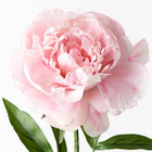 ARTIFICIAL PEONY PINK Sydney's Plant Market