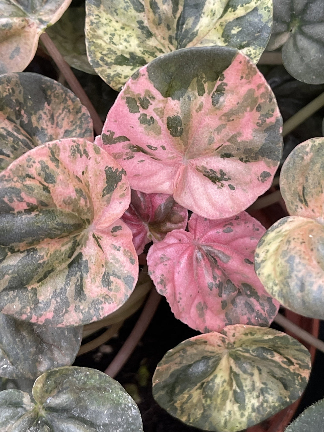 Peperomia Caperata Pink Lady