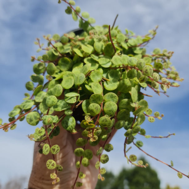 PEPEROMIA STRING OF TURTLES 100MM