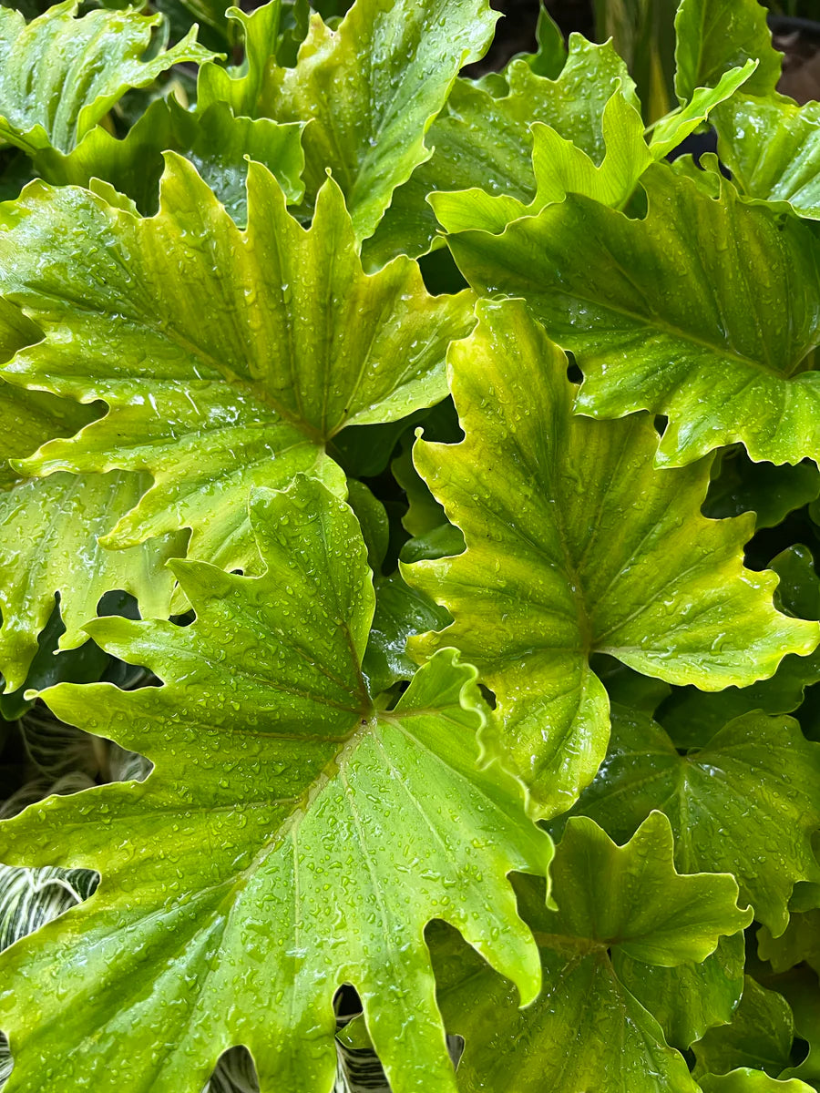 PHILODENDRON SHANGRI LA