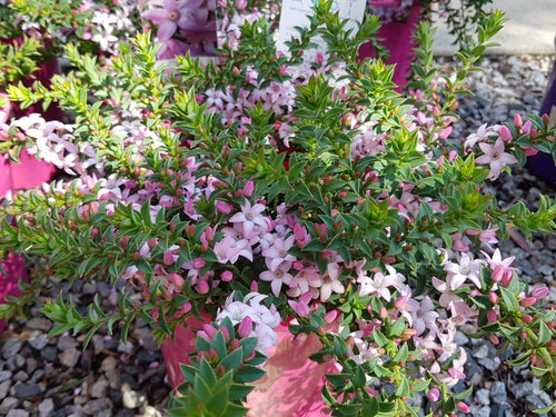 Philotheca buxifolia ‘Cascade Of Stars – Wax Flower Sydney's Plant Market