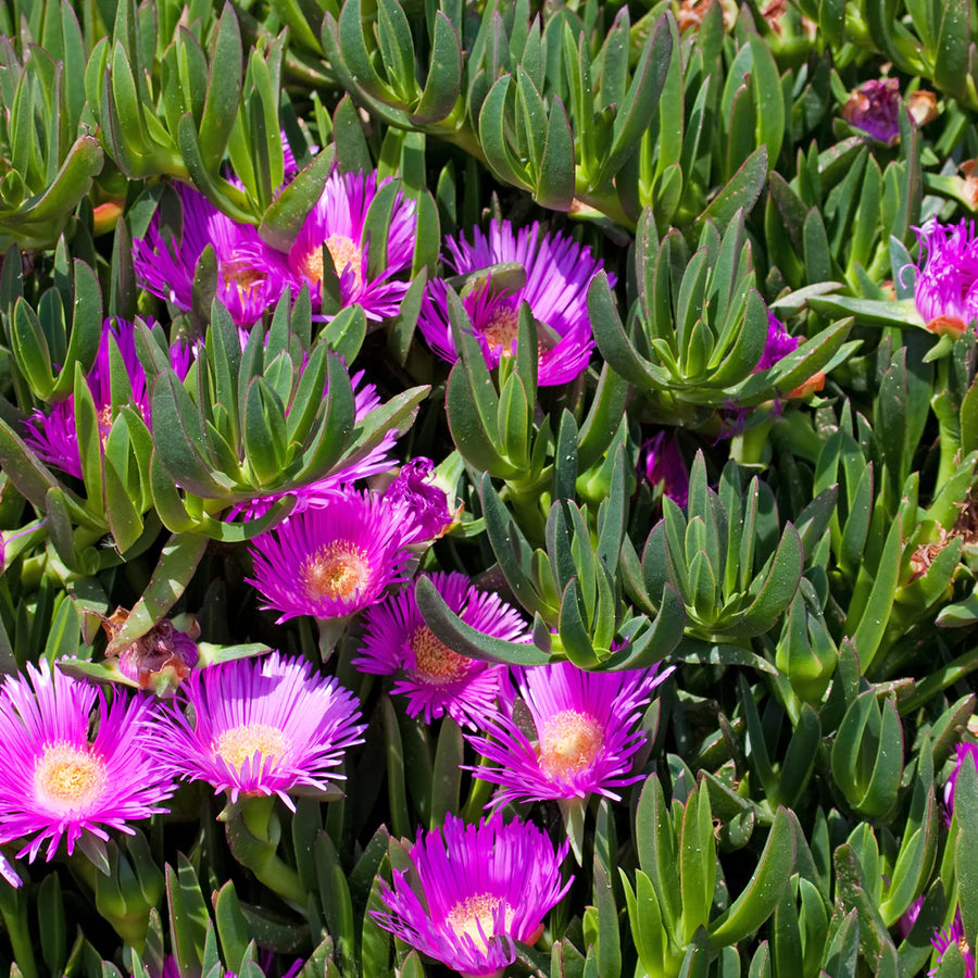 MESEMBRYANTHEMUM 'PIG FACE' PINK