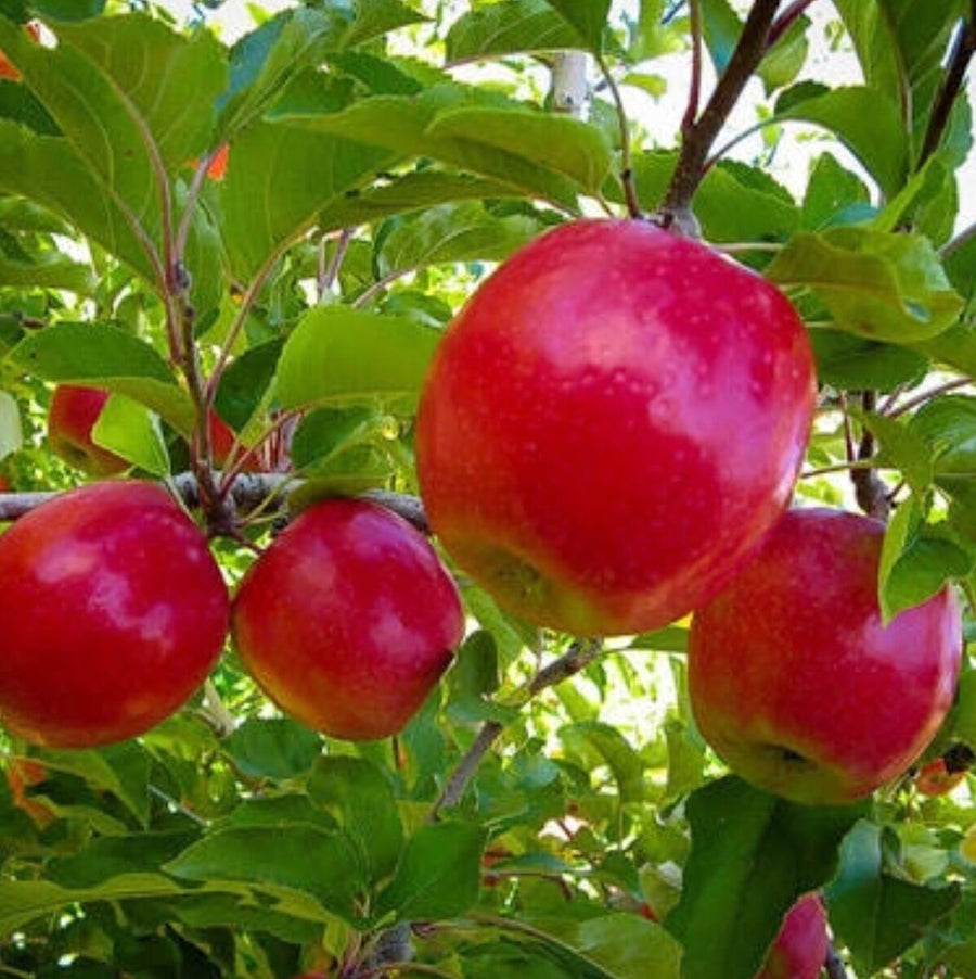 PINK LADY APPLE Sydney's Plant Market
