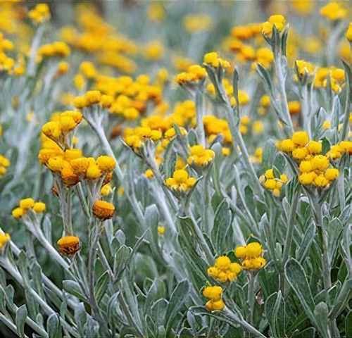 CHRYSOCEPHALUM APICULATUM DESERT FLAME PBR