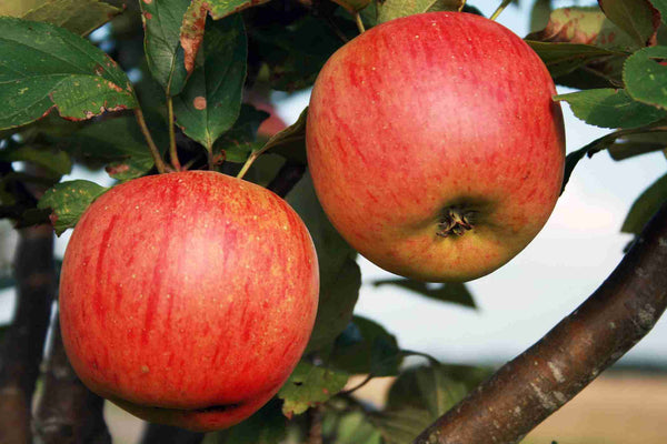 GALA APPLE TREE