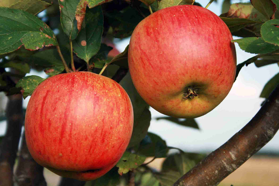 GALA APPLE TREE