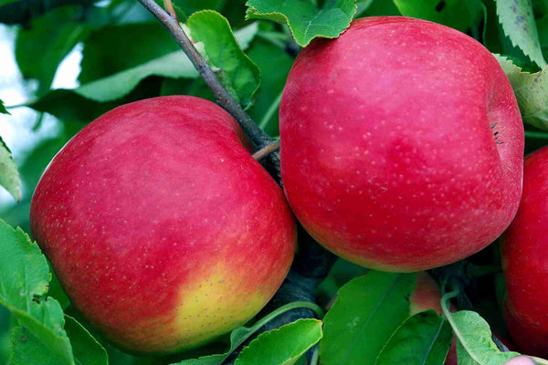FUJI RED APPLE