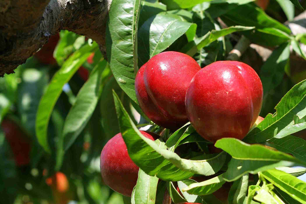 DWARF NECTARINE 300MM