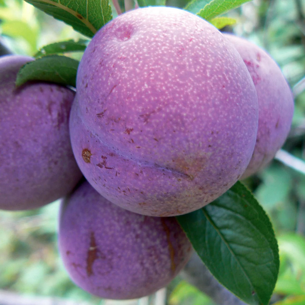 SATSUMA PLUM