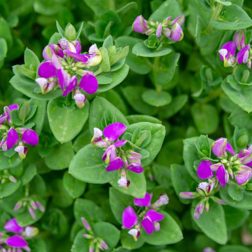 Polygala Sydney's Plant Market