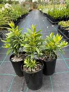 MELALEUCA MINI QUINI 180MM Sydney's Plant Market