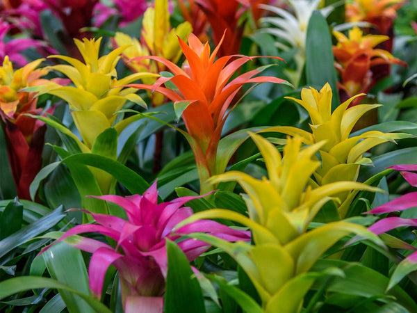 GUZMANIA MIXED 140MM