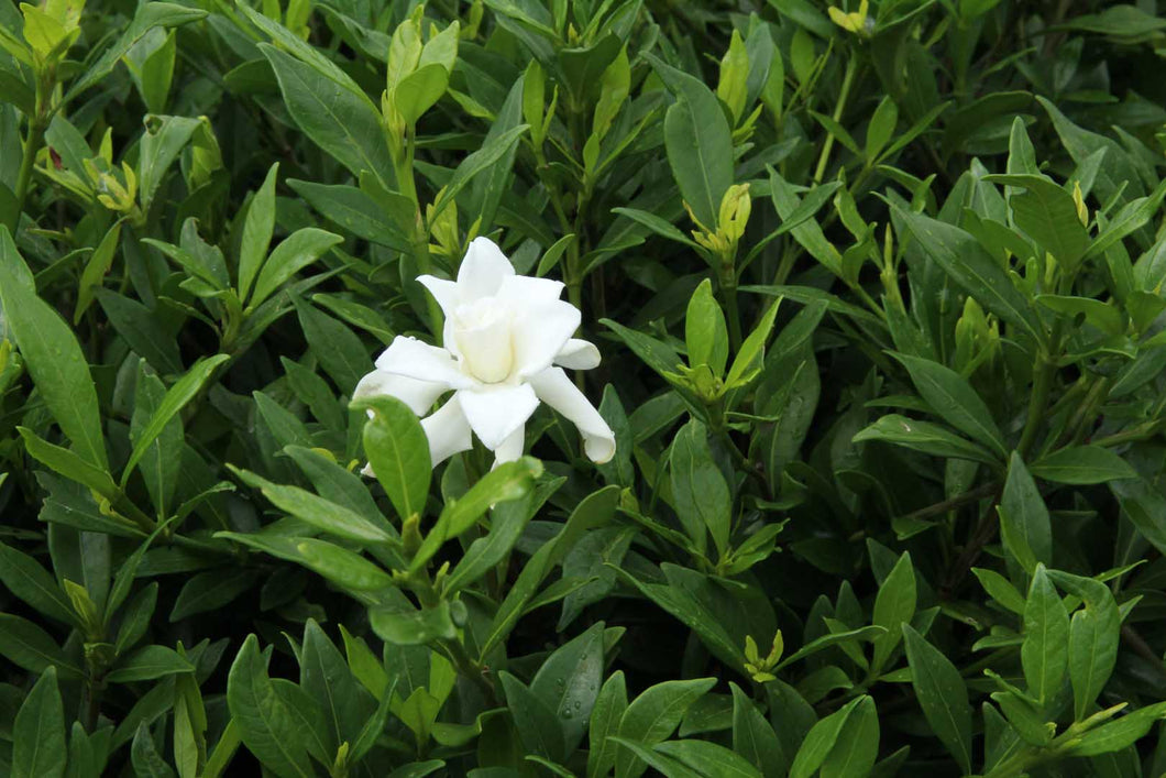 GARDENIA RADICANS