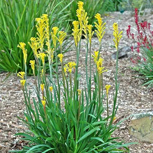 ANIGOZANTHOS BUSH BONANZA - KANGAROO PAW