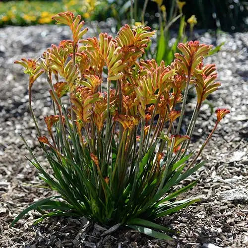 Anigozanthos Bush Surprise - kangaroo paw Sydney's Plant Market