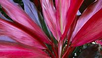 CORDYLINE FRUITICOSA RED WINGS Sydney's Plant Market