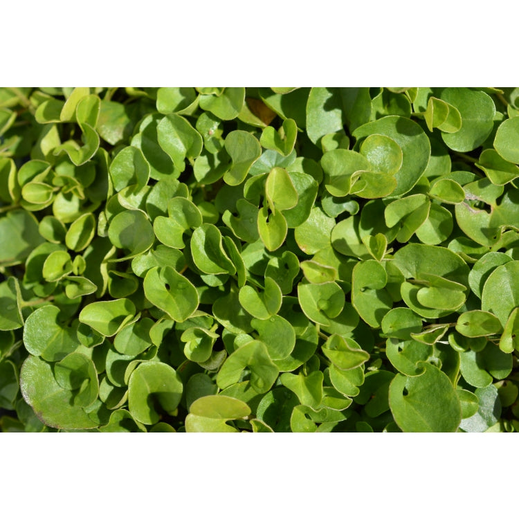 LERAVA® Klee Samen Dichondra [Kein Mähen Erforder Produktbild-Vorschau 5