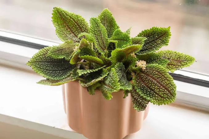 PILEA FRIENDSHIP