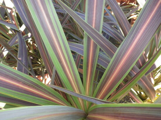 CORDYLINE AUSTRALIS ELECTRIC STAR