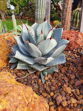 Load image into Gallery viewer, AGAVE DRAGON TOES
