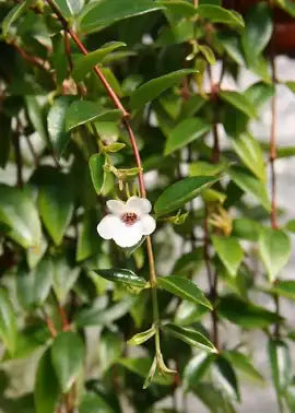 CODONANTHE