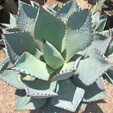 Load image into Gallery viewer, AGAVE DRAGON TOES
