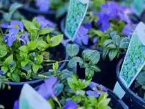 Load image into Gallery viewer, VINCA MINOR DARTS BLUE - 140mm
