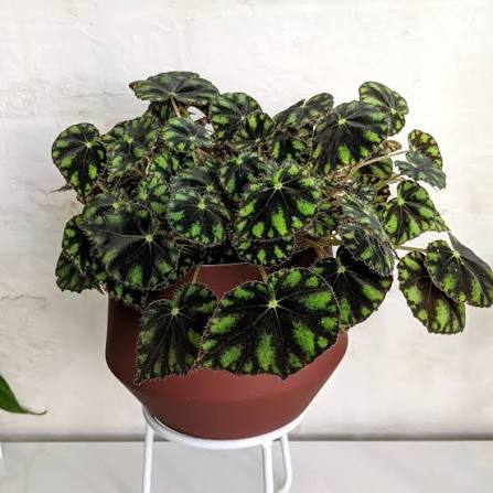 BEGONIA TIGER PAW